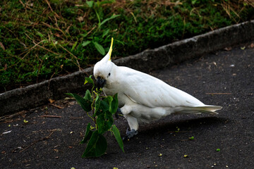 A Sulphur-crested Cockatoo (Cacatua galerita) enjoying a snack