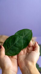 Green leaves held in hands against purple
