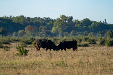 Obraz premium Two black cows face to face on open meadow, rural landscape at sunrise