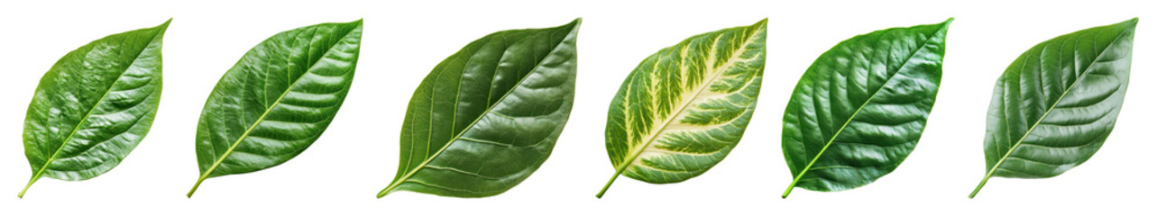 Obraz premium PNG Vibrant green leaves arrangement, element set on transparent background