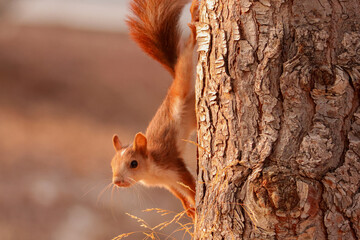 A red squirrel climbing down a warm tree © Pixoe31