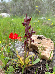 Spring bloom of a wild orchid (lat.- Serapias orientalis)