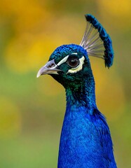 Close-up peacock portrait
