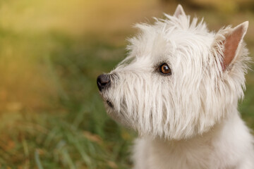 Portrait of a West Highland White Terrier dog with white fur, sitting outdoors on green grass, looking alert and curious.
