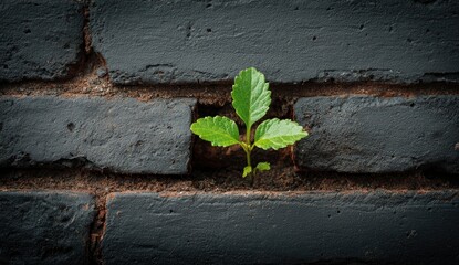 Resilient sprout emerging from dark brick wall