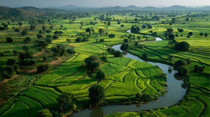 Largescale rice paddy field with efficient water systems, Agricultural Real Estate, sustainable rice farming