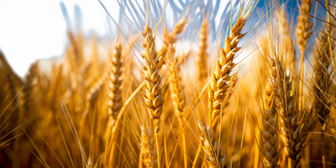 Golden wheat stalks in a field isolated on white background