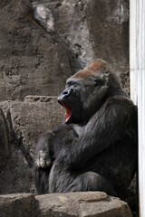 座ってあくびをするメスのゴリラ