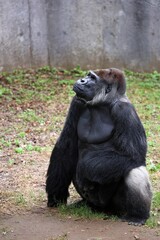 座って見上げるオスのゴリラ