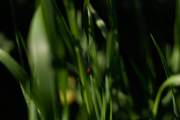 biedronka,roślina,zieleń, lato,łąka © Estera