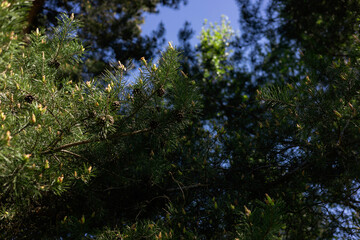 las,drzewo,choinka,szyszki,igły,jesień,zielone © Estera