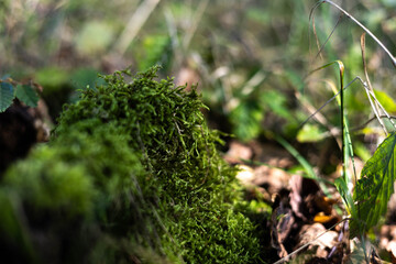 jesień, las, mech, zieleń, ściółka © Estera