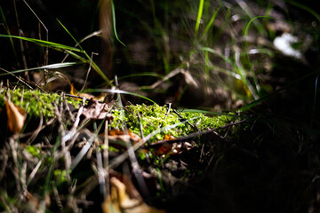 jesień, las, mech, zieleń, ściółka,liście, roślina © Estera