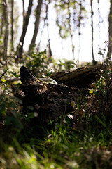 las,drzewo,kora,pień, rośliny,jesień,zwalone drzewo © Estera