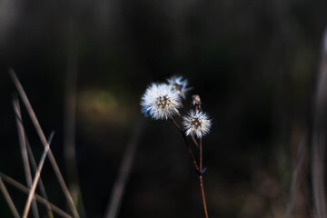 roślina, puch, biała, mała, jesień, brąz,kwiat © Estera