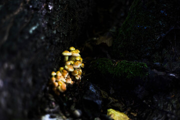 jesień, grzyby, las, zieleń, przyroda, liście