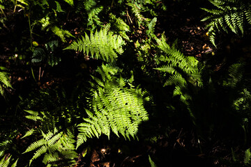 las,paproć,rośliny,zieleń,jesień, ściółka,przyroda © Estera