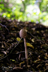 jesień, grzyby, las, zieleń, przyroda, liście © Estera