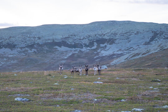 Rentiere in Schweden