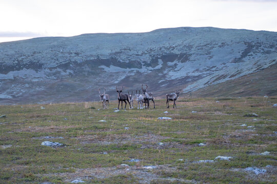 Rentiere in Schweden