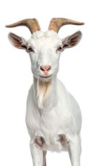 Fototapeta premium Close-up portrait of a white goat