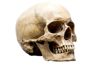 Human skull anatomical model isolated on white background