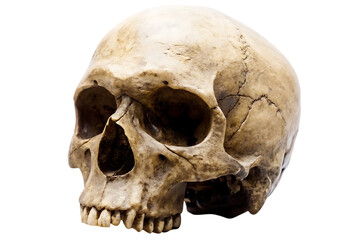Obraz premium Human skull with detailed bone texture isolated on white background