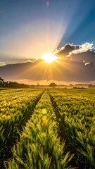 Golden sunset over a wheat field (2)