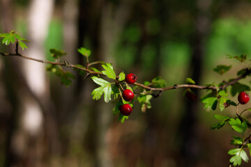 jesień, jarzębina, las, przyroda, liście,czerwony, kulki,korale © Estera