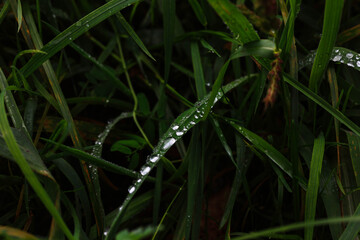 deszcz,krople,woda,rosa,lato,roślina,łąka,liście