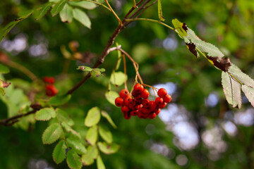 jesień, jarzębina, las, przyroda, liście,czerwony, kulki,korale © Estera