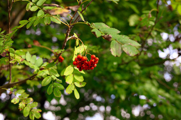 jesień, jarzębina, las, przyroda, liście,czerwony, kulki,korale © Estera