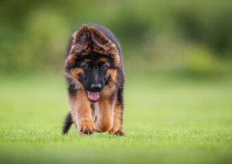 Cute German Shepherd puppy running joyfully on green grass, playful and adorable