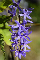 The beautiful purple flower of the Bridal Crown (Petrea volubilis) in the field on a sunny day
