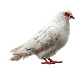 Elegant white bird with red eyes in PNG, isolated on transparent background