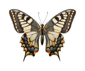 Butterfly observation natural habitat nature PNG, isolated on transparent background