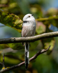 Long-tailed Tit