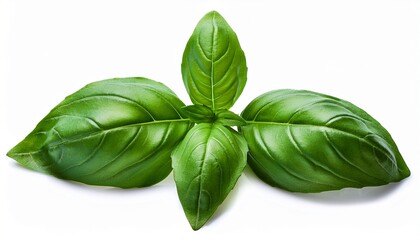 Seasoning Herb Fresh Leaves Basil Remoted On Background