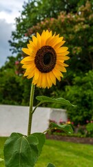 Obraz premium Vibrant sunflower in garden setting