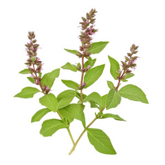 Thai basil leave are swaying softly with the breeze, Thai basil leaves gently swaying in the breeze, showcasing their vibrant green color and delicate texture, isolated on transparent background