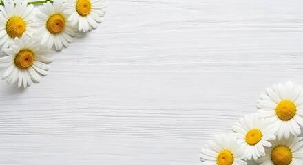 White daisy flower bloom on distressed wood background. Nature concept for greeting card and summer design.