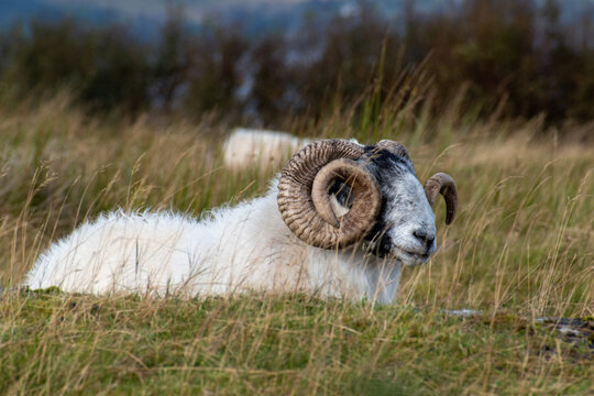 Sheep in the field, Knoydart