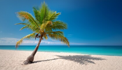 Fototapeta premium Single Palm Tree In Exotic Tropical Beach