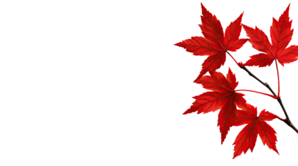 Vivid Red Maple Leaves on Branch, Isolated Autumn Foliage for Fall Season Designs. No Background PNG