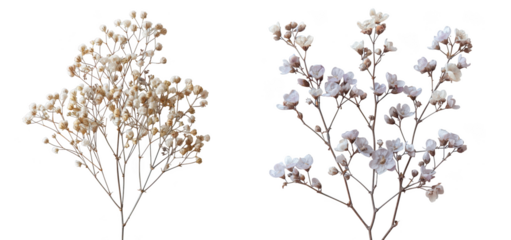 Delicate dried babys breath flowers, isolated on transparent background