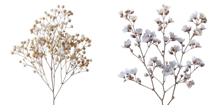 Delicate dried babys breath flowers, isolated on transparent background