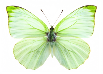 Pale green butterfly with dark antennae isolated on a transparent background