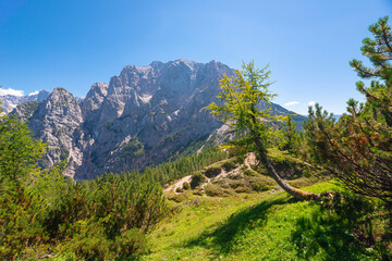 Larch tree in a majestic alpine mountain landscape in Triglav National Park, Slovenia