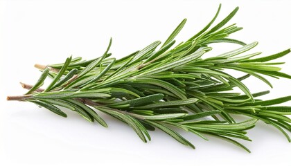 Fototapeta premium Fresh Rosemary Sprigs Isolated On White Background Aromatic Herb For Food