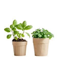 Sustainable packaging alongside potted herb, Sustainable packaging displayed next to a vibrant potted herb, emphasizing eco-friendly choices in gardening, isolated on transparent background